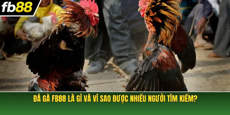 Đá gà FB88 là gì và vì sao được nhiều người tìm kiếm?