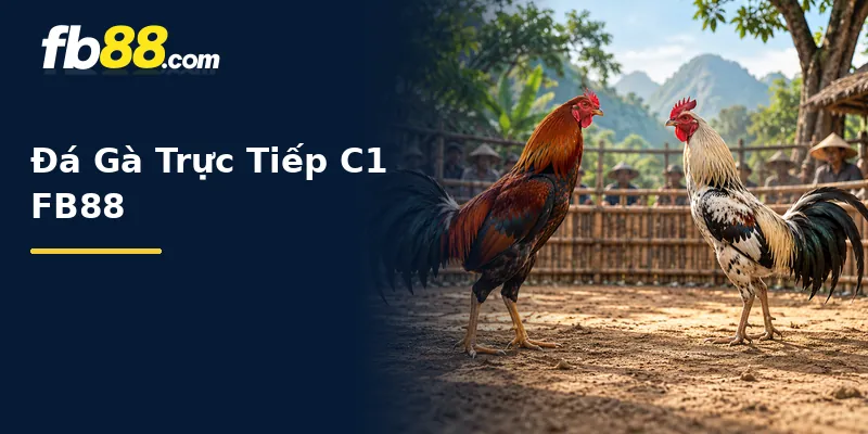 Đá Gà Trực Tiếp C1 là gì?