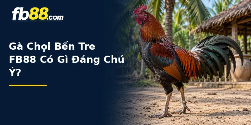 Gà Chọi Bến Tre FB88 Có Gì Đáng Chú Ý?